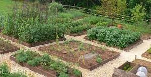 Guide to Landscaping Your Vegetable Patch